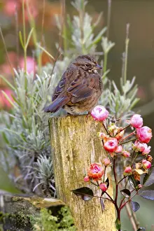 Singing song sparrow (Melospiza melodia)