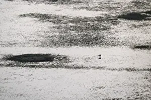 Single animal standing in water