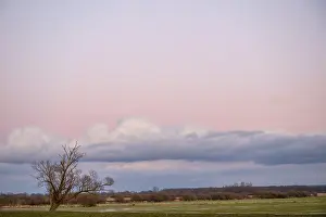 A single bare willow tree (Salix spec)