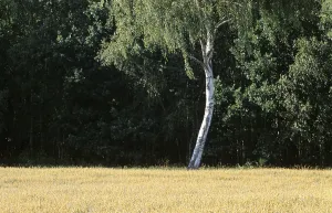 Single birch at a field of grain, Nothern Germany