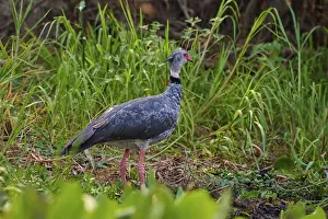A single bird in the riparian area