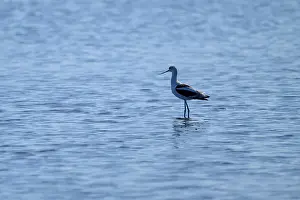 A single bird stands quietly in the blue water