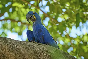 A single blue parrot sitting on a branch in the tropical light