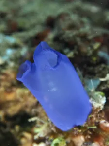 Single Blue Sea Squirt (Clavelina coerulea) isolated in the sea