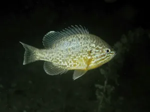 A single brightly coloured fish