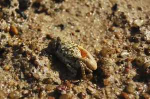 Single-clamp crab out of the Cave