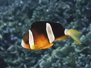 A single clownfish, Clark's anemonefish (Amphiprion clarkii)