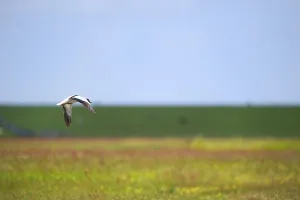 Single common shelduck flying in the blue sky