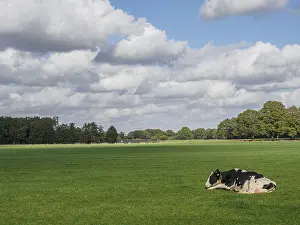 Single cow lying on green pasture under a cloudy sky