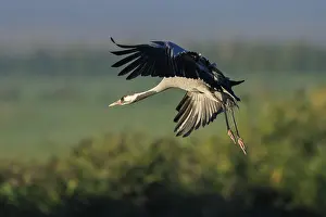 A single crane flies with its wings spread wide in front of a blurred background