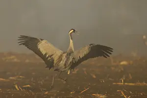 Category Wildlife DE Prints: A single crane shows its wings in the morning fog