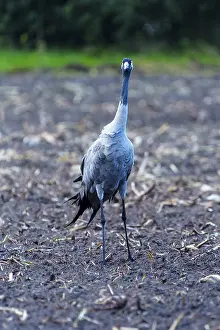 Category Wildlife DE Prints: A single crane stands in an autumnal field