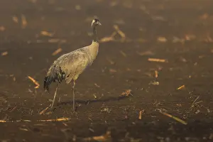 Category Wildlife DE Prints: A single crane stands in fog on a brown field