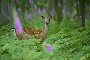 A single damer stands in a green fern with red foxglove (Digitalis purpurea)