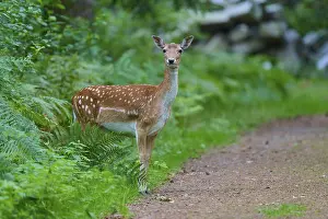 A single damtier stands curiously on a forest path surrounded by green vegetation