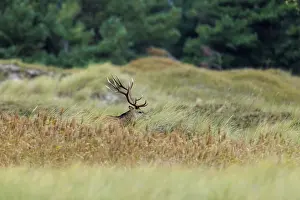 A single deer with impressive antlers in tall grass against a forest background