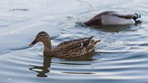 A single duck swimming and creating ripples in the water