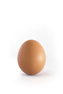 Single egg on white background vertical