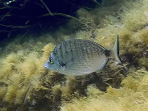 A single fish, roast bream (Diplodus puntazzo)