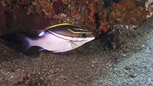 A single fish sash snapper (Scolopsis bilineata) resting near the coral reef on the seabed