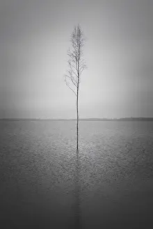 Single free-standing tree in lake