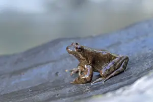 A single frog sits quietly on a rock