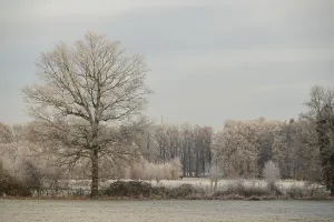 A single frosty tree in focus with frost-covered meadows and a forest in the background