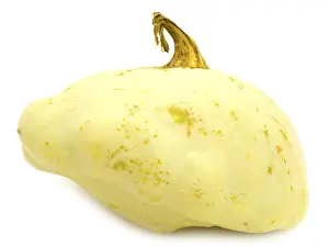 Single Green Cymbling Against The White Background
