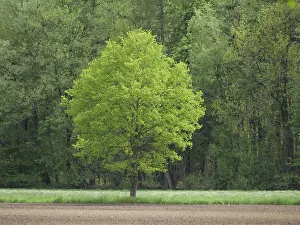 Single green tree stands in a meadow in front of a forest edge