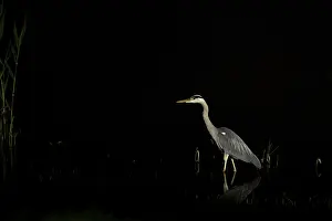 A single heron standing quietly in water in the dark night