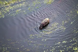 Single hippopatamus (Hippopatamus amphibius) with injury in water