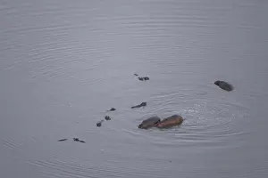 Single hippopatamus (Hippopatamus amphibius) in water