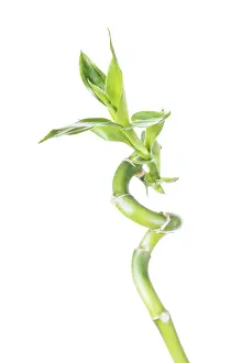 Single houseplant stem of Lucky Bamboo (Dracaena Sanderiana) with green leaves