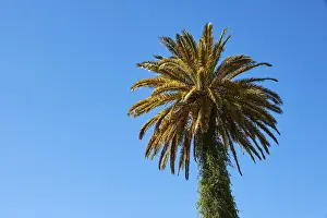 Single palm tree against a blue sky