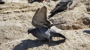 Single pigeon sitting on a rock background