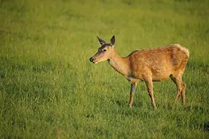 A single roe deer stands in the meadow and looks to the side