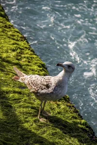 Single seagull is found on the shore of the sea