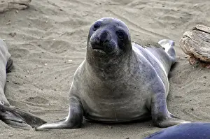 A single seal sits on the sand and looks with friendly expression