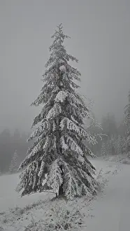 A single snow-covered Christmas tree in a foggy winter landscape