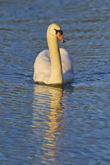A single swan glides in a straight line over the smooth water surface