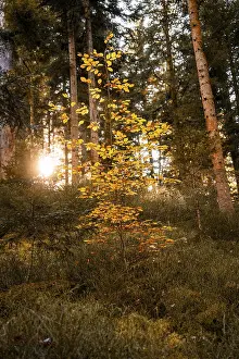 Single tree in autumn with yellow leaves in the forest