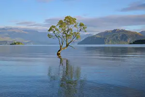 Single tree in calm lake with mountains