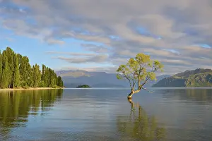Single tree in calm lake with trees on shore and mountains