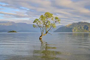 Single tree in the calm waters of a lake