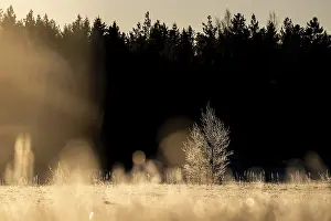 A single tree covered with ice crystals in a field at the edge of the forest in the golden light of the morning sun