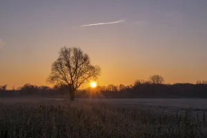 A single tree in a field at sunrise