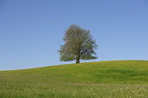 A single tree on a flowering hill under a clear blue sky