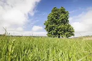 A single tree, horse chestnut (Aesculus)