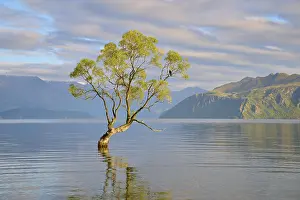 Single tree in the lake gently reflected