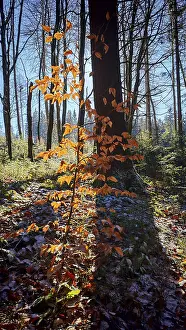 Framed Print : Single tree with orange leaves in sunlight in the forest Framed Print : Single tree with orange leaves in sunlight in the forest